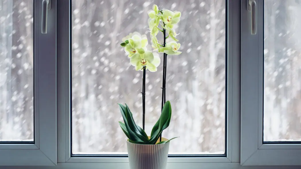 Zimowanie storczyków
