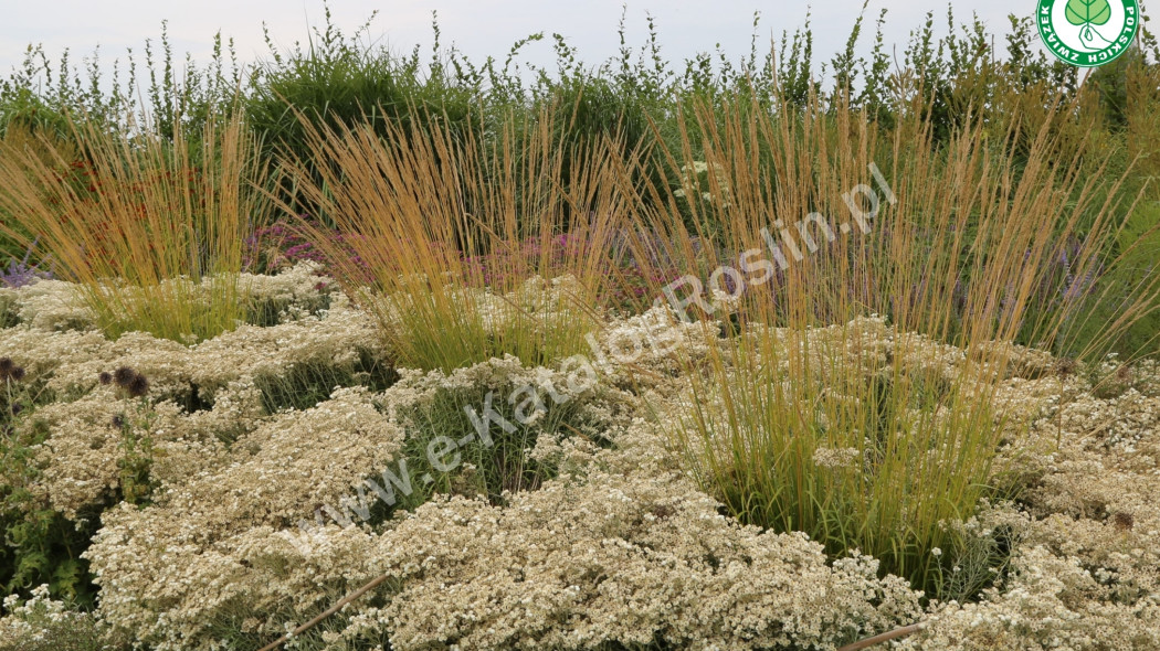 Trzcinnik ostrokwiatowy na rabacie w ogrodzie ‘Waldenbuch’