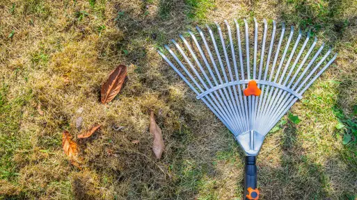 Jak przygotować trawnik do zimy, aby na wiosnę był soczyście zielony? Grabienie to nie wszystko