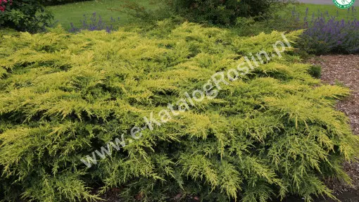 Jałowiec Pfitzera 'Gold Star'