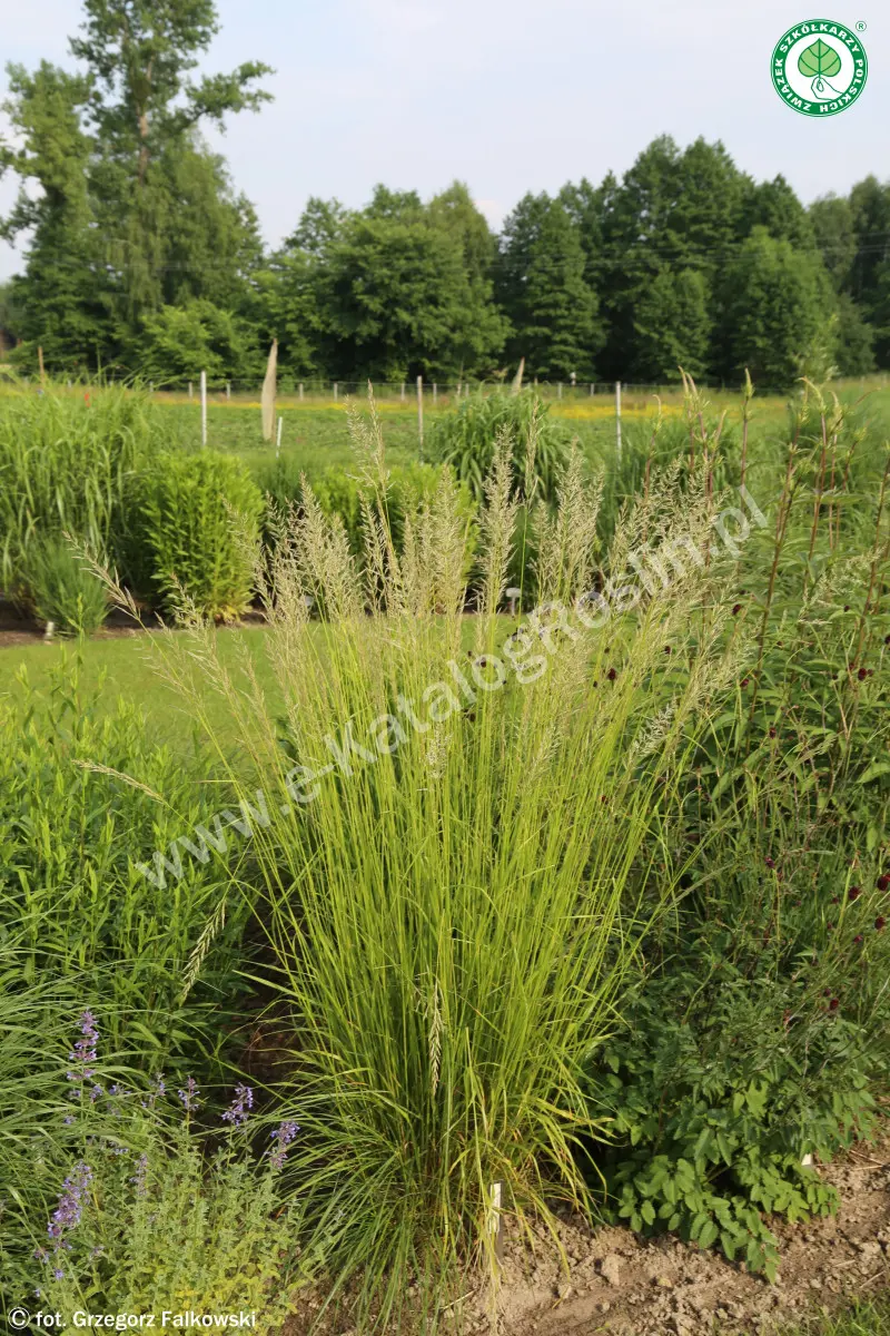 Trzcinnik ostrokwiatowy ‘Waldenbuch’