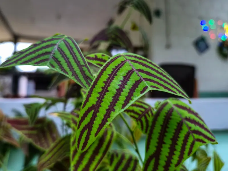 Christia obcordata w mieszkaniu – „roślina motyl” o pasiastych liściach; idealna do aranżacji urban jungle.
