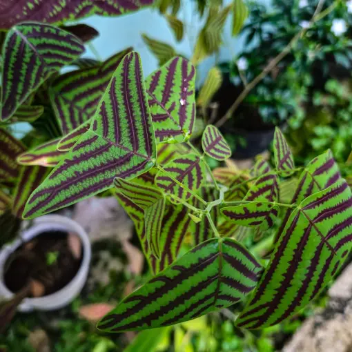 Christia obcordata / Trójlistna Christia