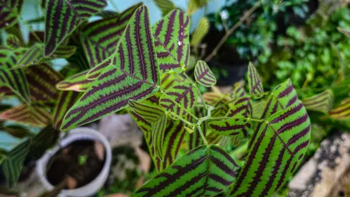 Christia obcordata / Trójlistna Christia