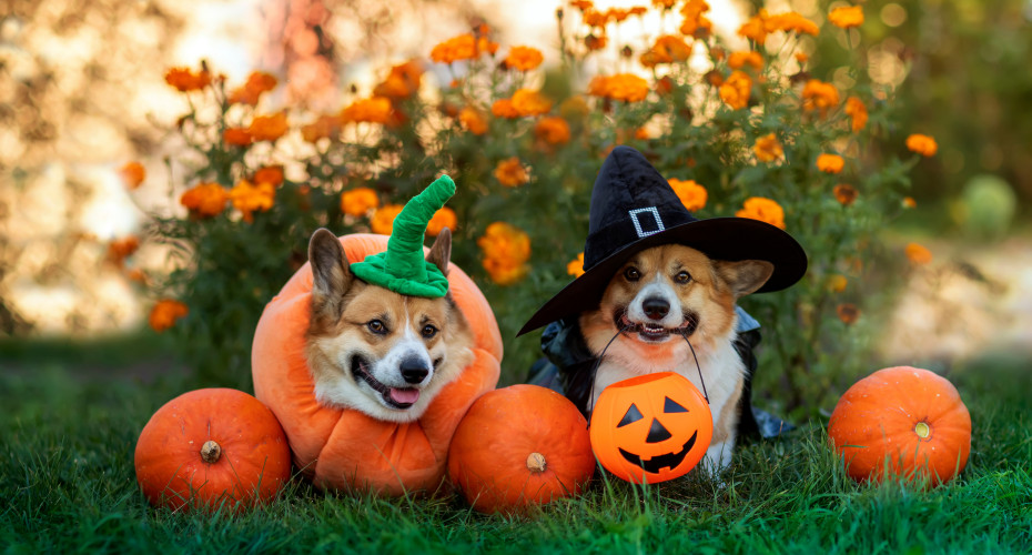 25+ dekoracji z dyni na Halloween – nie tylko straszydła! | Zainspiruj się i twórz, zobacz galerię inspirujących pomysłów