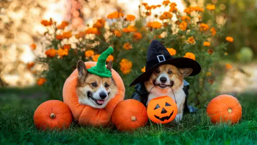 25+ dekoracji z dyni na Halloween – nie tylko straszydła! | Zainspiruj się i twórz, zobacz galerię inspirujących pomysłów