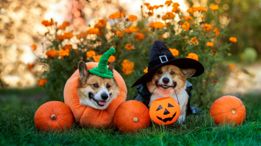 25+ dekoracji z dyni na Halloween – nie tylko straszydła! | Zainspiruj się i twórz, zobacz galerię inspirujących pomysłów