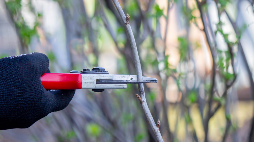 Zaniedbana porzeczka Jedno cięcie i znowu będzie pełna owoców