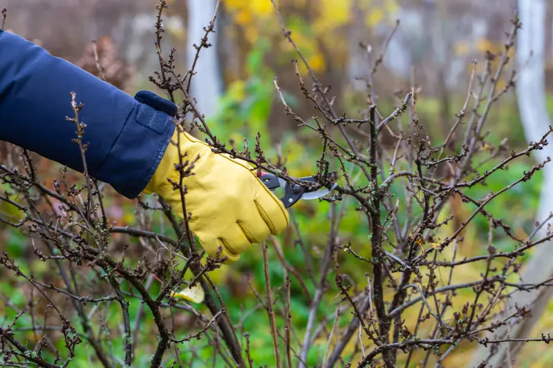 Przycinanie porzeczek - cięcie młodych gałązek