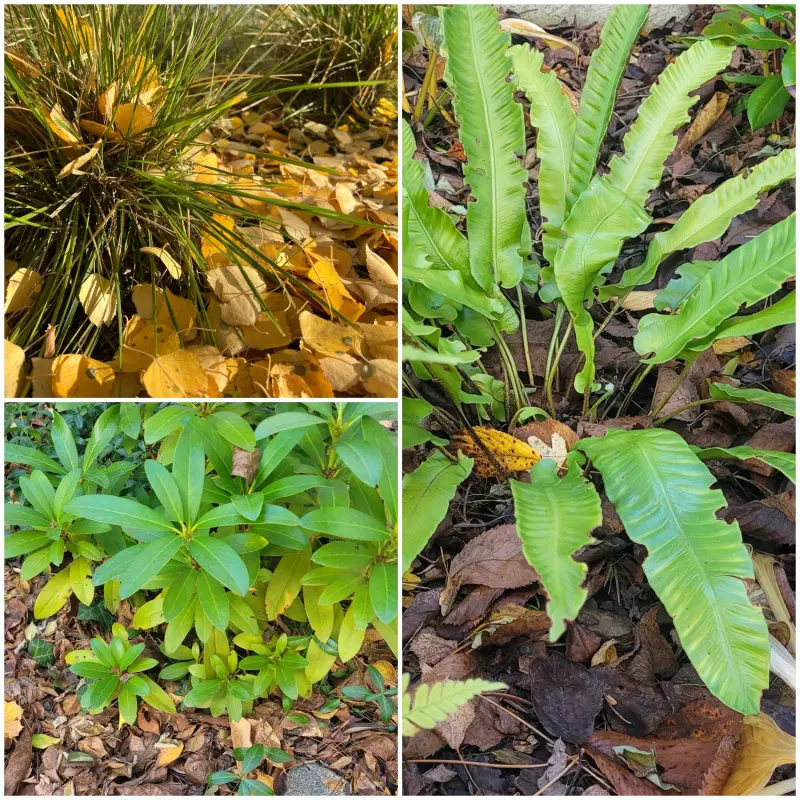 Rabaty bylinowe ze ściółką z jesiennych liści w ogrodzie