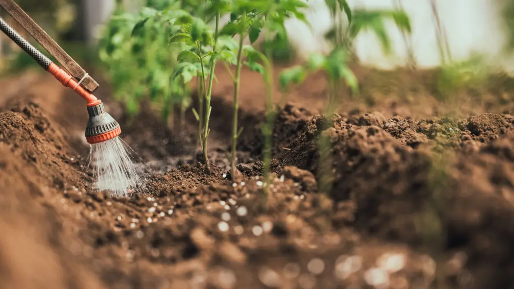 Hydrożel w warzywniku – sposób na rzadsze podlewanie młodych roślin
