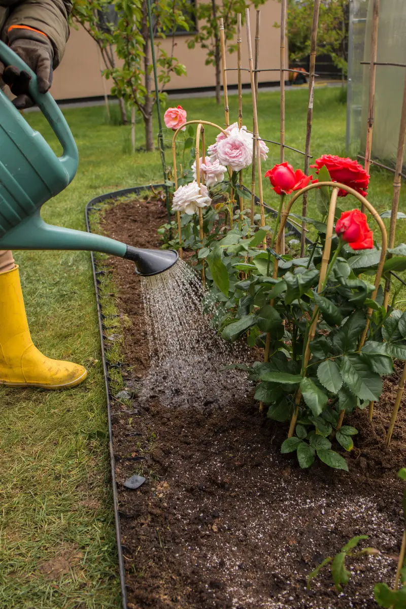 Osoba podlewająca grządki z różami, na których zastosowano hydrożel zatrzymujący wilgoć