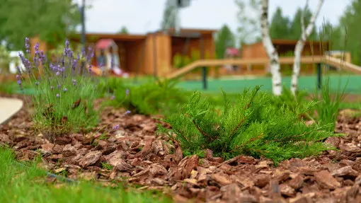 Kora pod roślinami? Czasem bardziej szkodzi niż pomaga