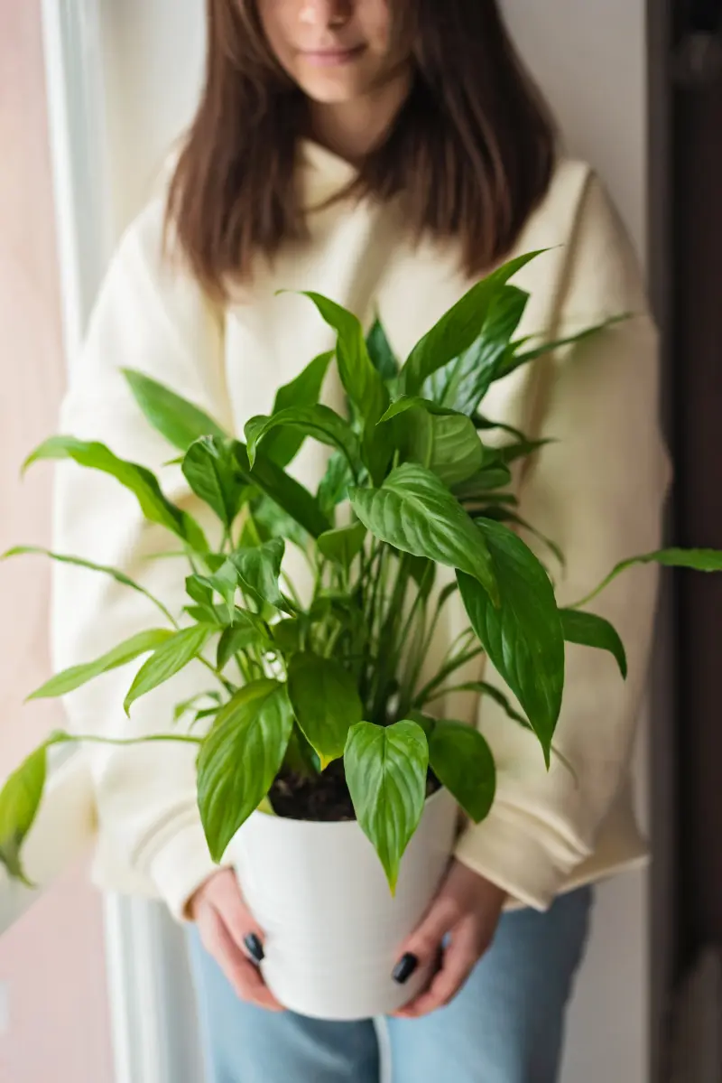 Roślina, która wybacza błędy i jeszcze kwitnie Skrzydłokwiat ma w sobie coś wyjątkowego