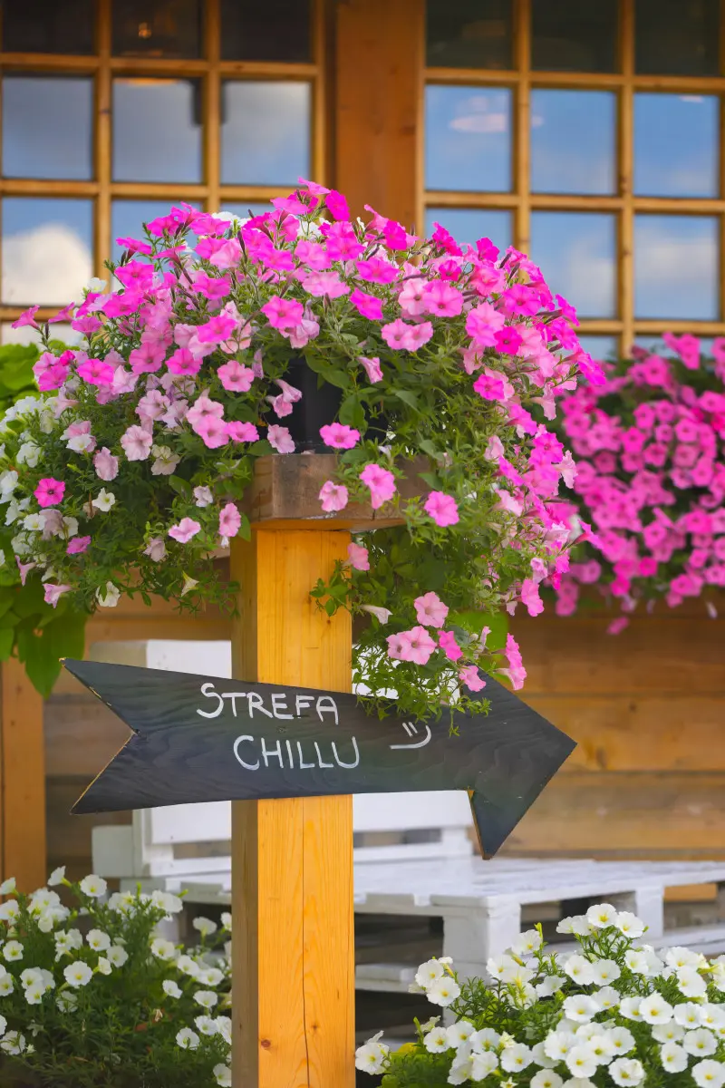 Efekt wow bez wysiłku. Ten kwiat balkonowy nie ma konkurencji