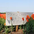 Posadziłaś tulipany, ale cebulki zniknęły? To nie złodziej