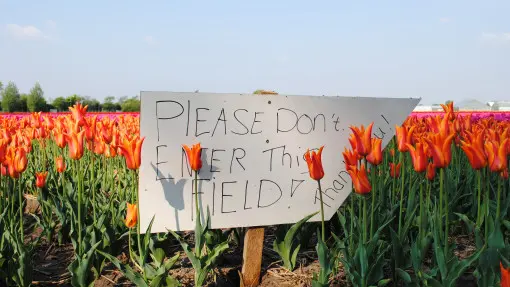 Posadziłaś tulipany, ale cebulki zniknęły? To nie złodziej