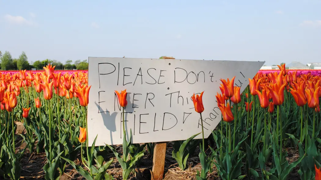 Posadziłaś tulipany, ale cebulki zniknęły? To nie złodziej