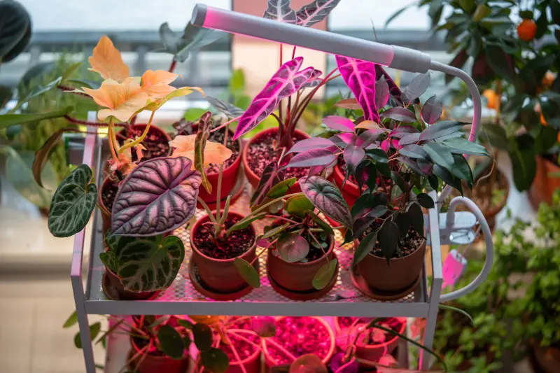 Domowe rośliny doniczkowe doświetlane zimą lampą LED – kolorowe liście pod sztucznym światłem