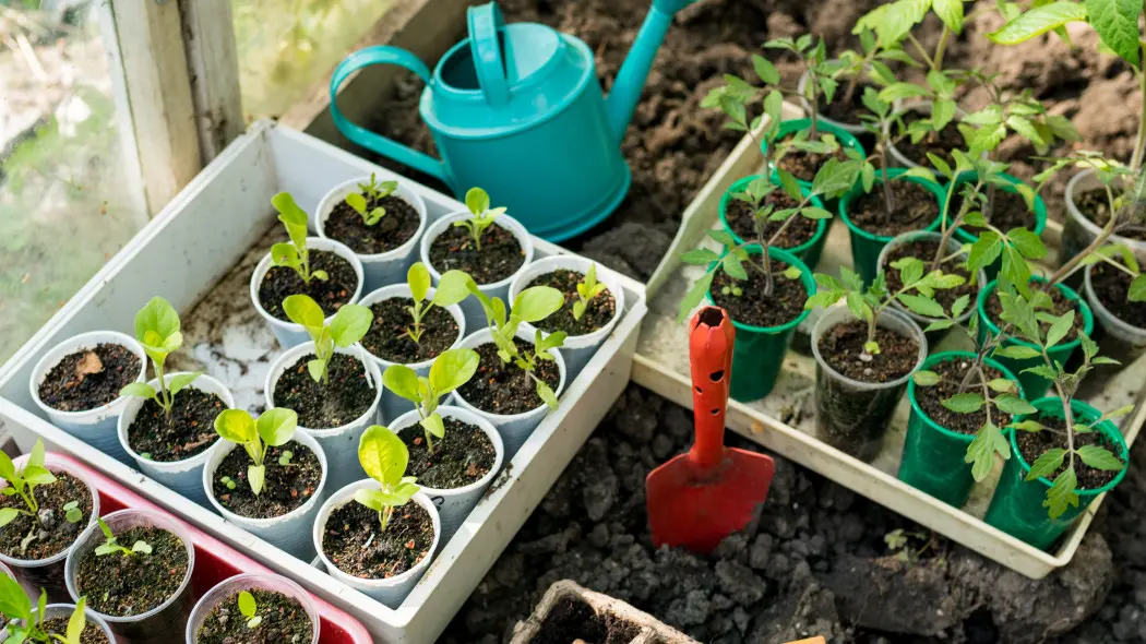 Zimowy wysiew warzyw