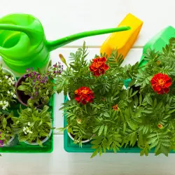 Jak zaoszczędzić na kwiatach na przyszły sezon? Zrób to zimą, a zyskasz czas na wiosnę