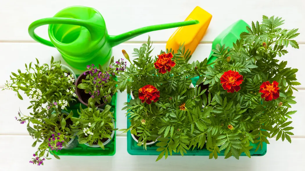 Jak zaoszczędzić na kwiatach na przyszły sezon? Zrób to zimą, a zyskasz czas na wiosnę