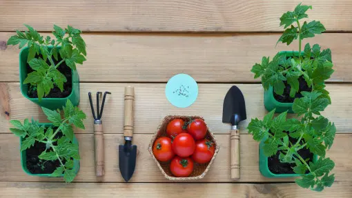 Pomidory z nasion – krok po kroku i bez błędów