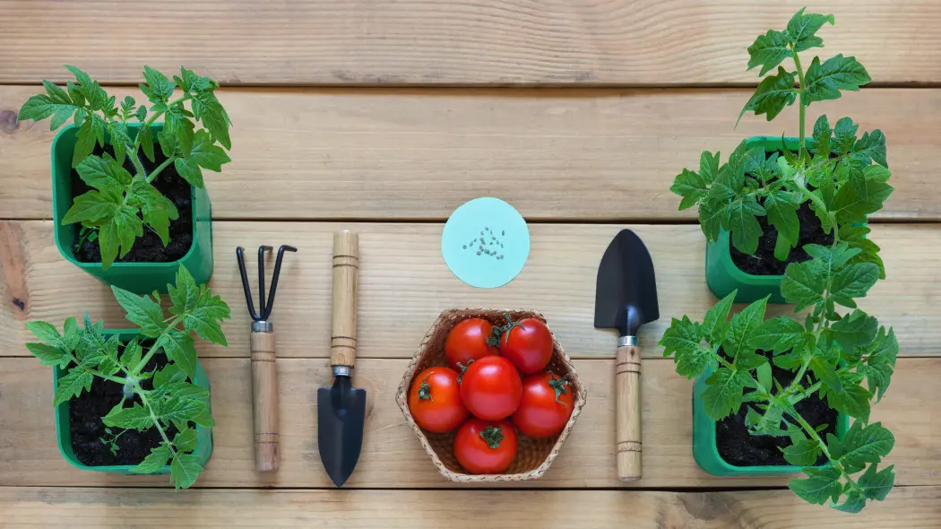 Pomidory z nasion – krok po kroku i bez błędów