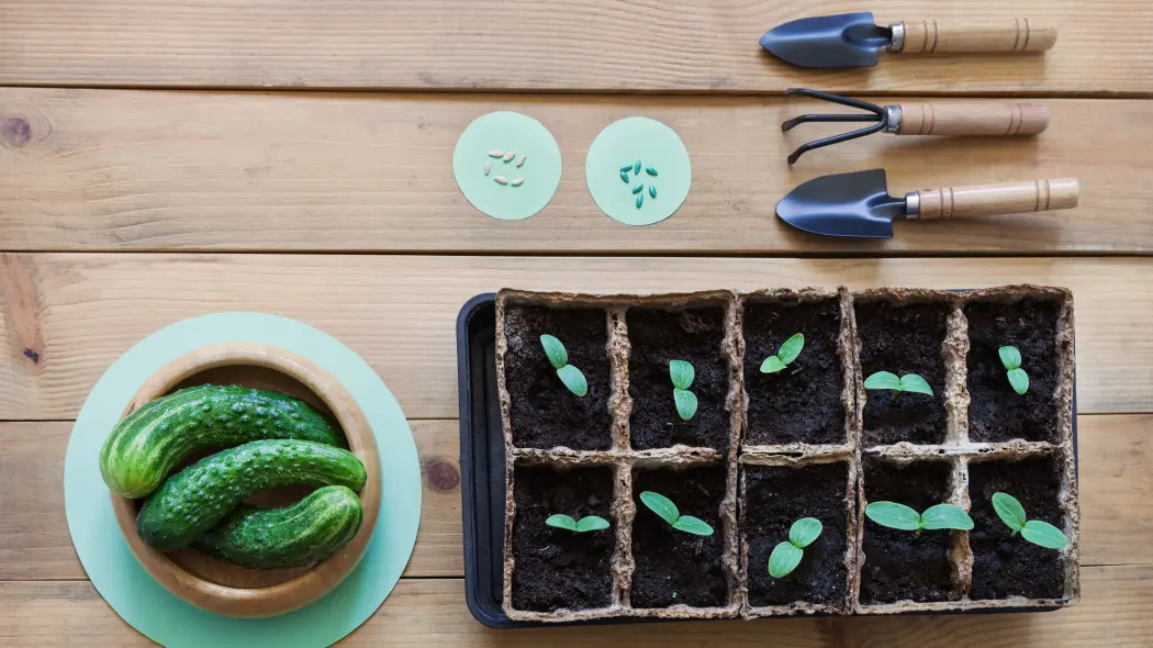 Ogórki z nasion – krok po kroku i bez błędów