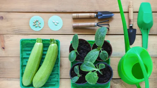 Cukinia z nasion – krok po kroku i bez błędów
