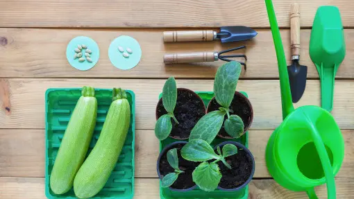 Cukinia z nasion – krok po kroku i bez błędów