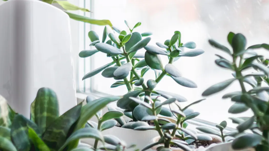 Zimowanie grubosza w domu na parapecie