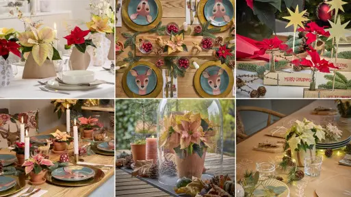 Czy poinsecja pasuje tylko do doniczki? Nie uwierzysz, jak efektownie wygląda na stole