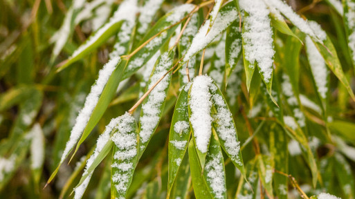 Zimowanie bambusów – co robić, by bez problemu przetrzymały zimę?
