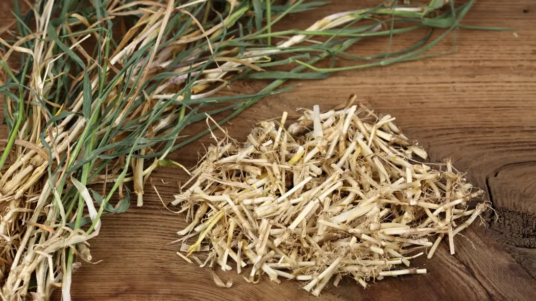 Kłącza perzu – kiedy zbierać i jak suszyć