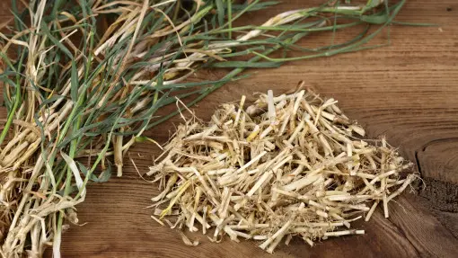 Kłącza perzu – kiedy zbierać i jak suszyć? Zastosowanie, przepisy, itd.