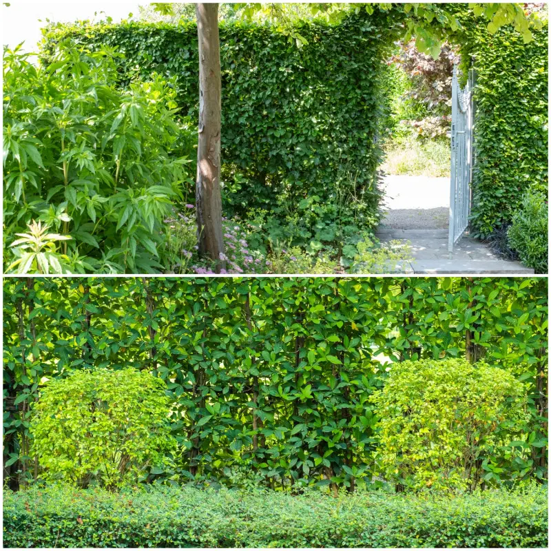 Pnącza i krzewy na rabatach przy płocie w ogrodzie