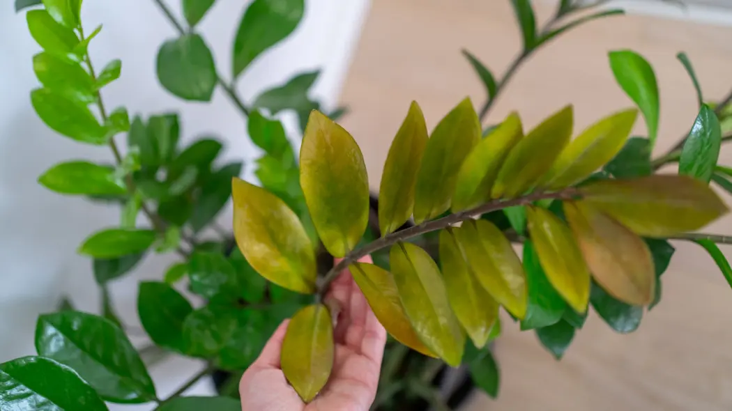 Naucz się odróżniać rodzaje żółtych liści. Jeden to wyrok, drugi to drobnostka