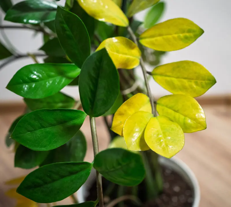 Nie każdy żółty liść to błąd w pielęgnacji