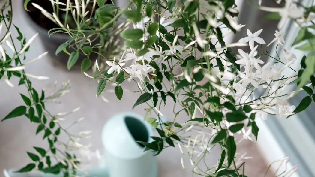 Zimowanie jaśminu doniczkowego – co robić, by przetrwał