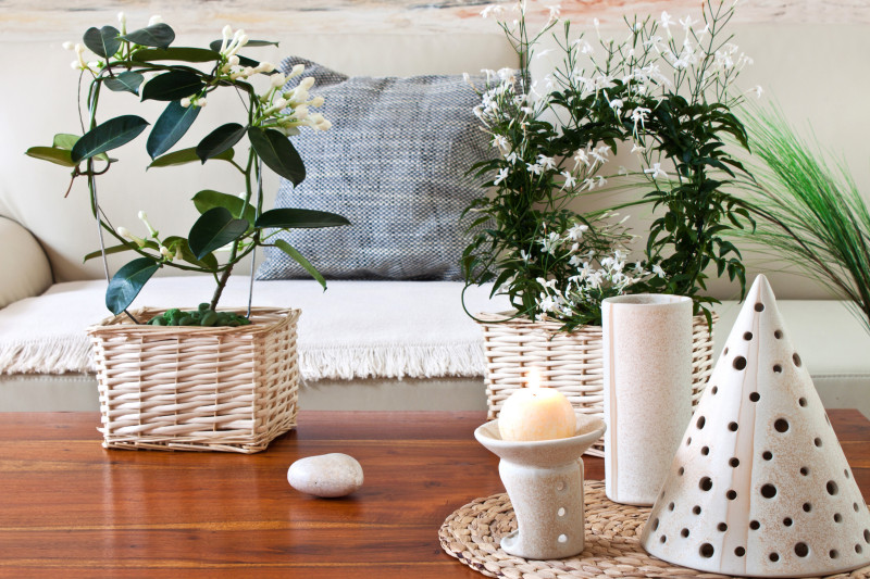 Jaśmin doniczkowy w salonie – dwie rośliny w wiklinowych osłonkach na drewnianym stoliku; zimowanie jaśminu w domu, jasne stanowisko.