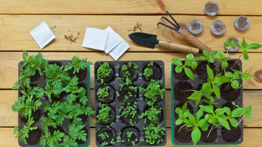 Kwiaty z nasion – krok po kroku i bez błędów