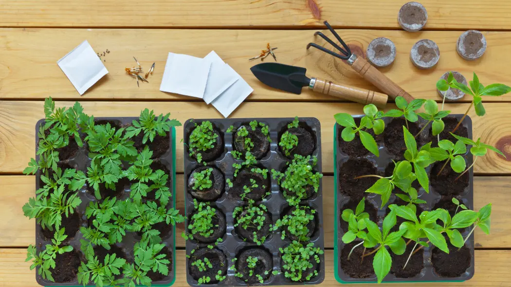 Kwiaty z nasion – krok po kroku i bez błędów