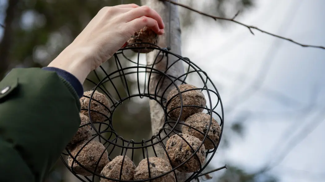 Słonina czy mieszanka nasion? Co naprawdę lubią zimowe ptaki w mieście i w ogrodzie