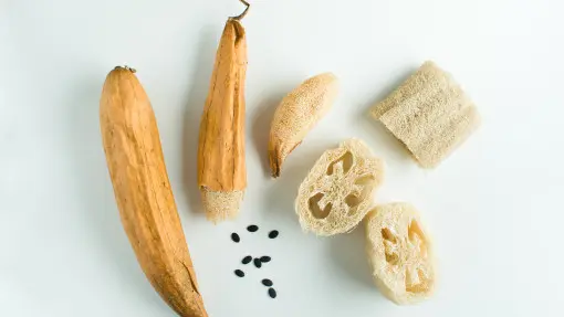 Wyhoduj gąbkę z ogródka. Jak uprawiać trukwę egipską (gąbczaka) i jak ją później wykorzystać?