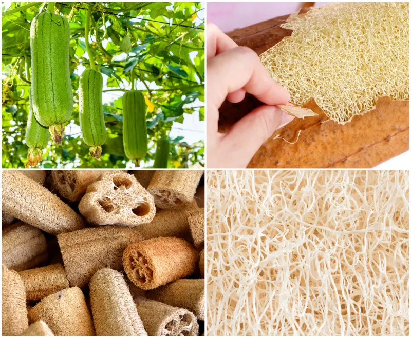 Gąbczak walcowaty - naturalna gąbka z ogródka