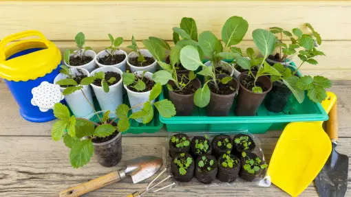 Warzywa z nasion – krok po kroku i bez błędów