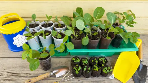 Warzywa z nasion – krok po kroku i bez błędów