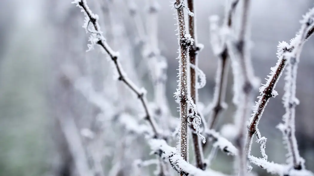 Zimowanie winorośli w ogrodzie