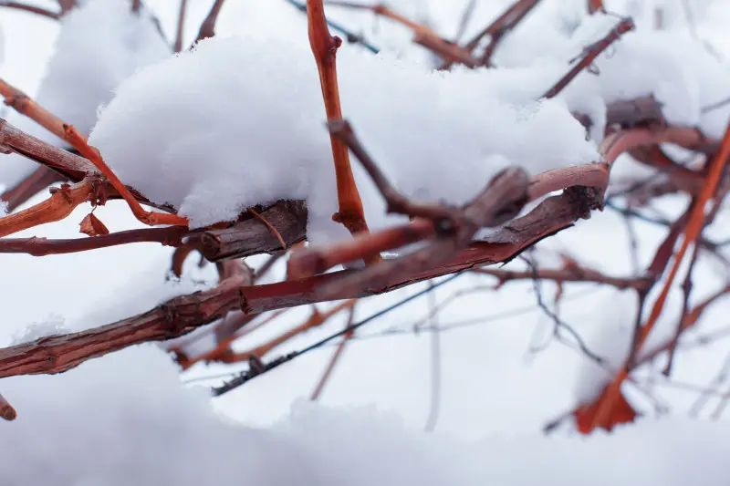 Zimowanie winorośli – ośnieżone, zdrewniałe pędy krzewu winorośli w ogrodzie; naturalna osłona śniegu przed mrozem.